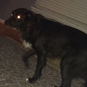 Meet your Posher, Sydney